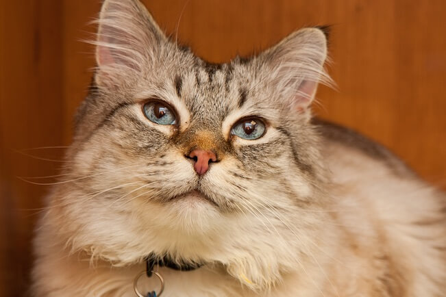 cat