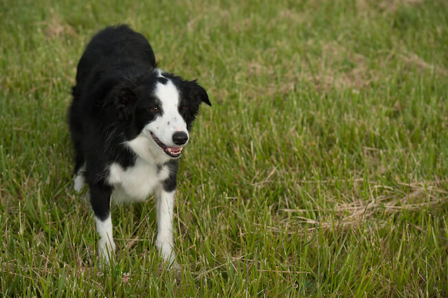 dog