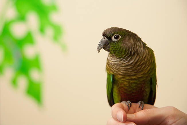 parrot on hand