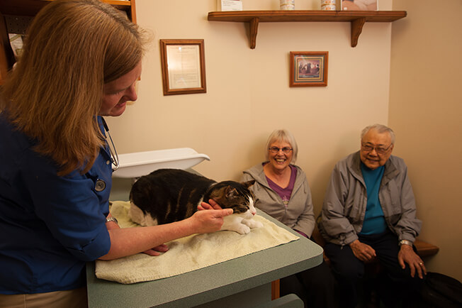 cat in exam room