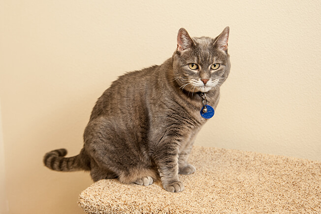 cat on stool