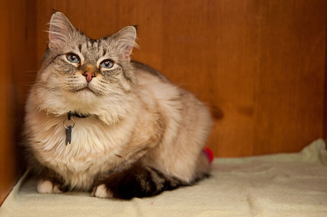 cat sitting in cabinet