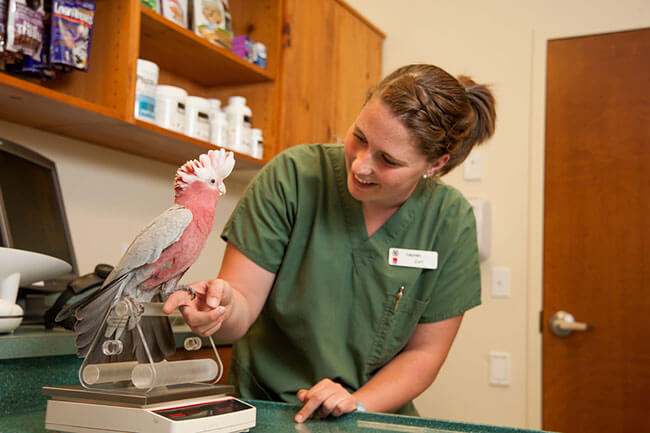 cockatoo having weight measured