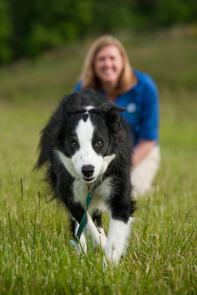 happy dog running in field