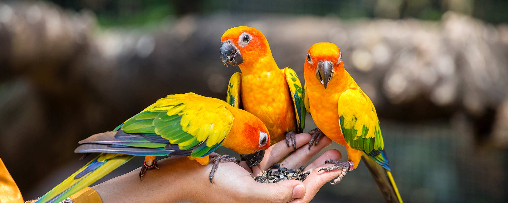 Exotic Pet Care in Corvallis OR | West Hills Animal Hospital Exotic Pet Care in Corvallis OR | West Hills Animal Hospital