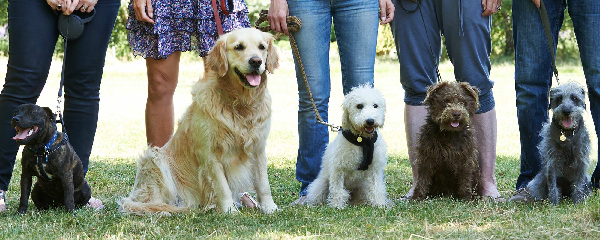 dog classes