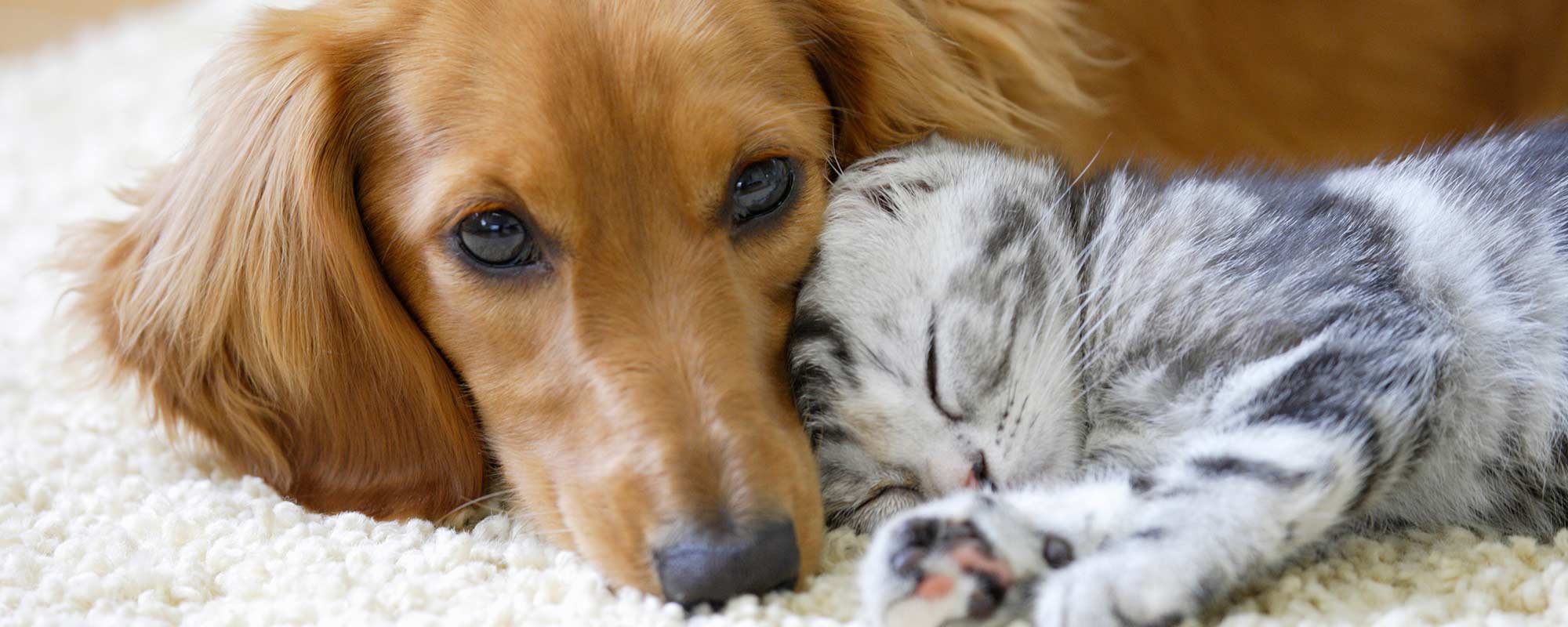 dog and cat snuggling