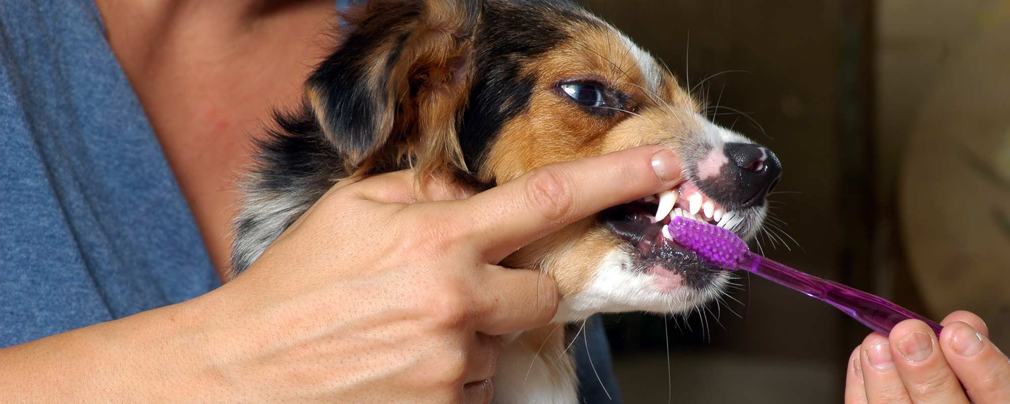 dog teeth brushing
