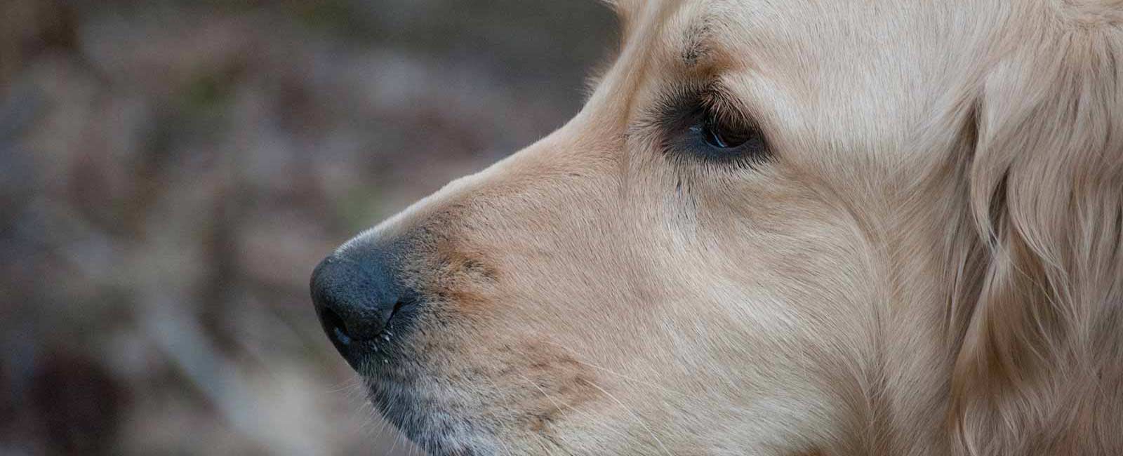 dog in the woods