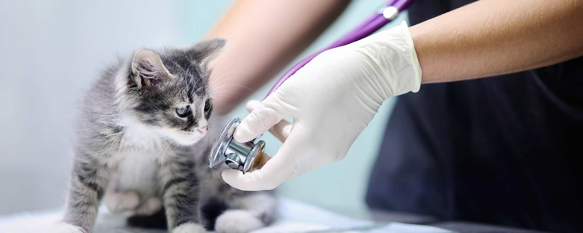 kitten with stethoscope