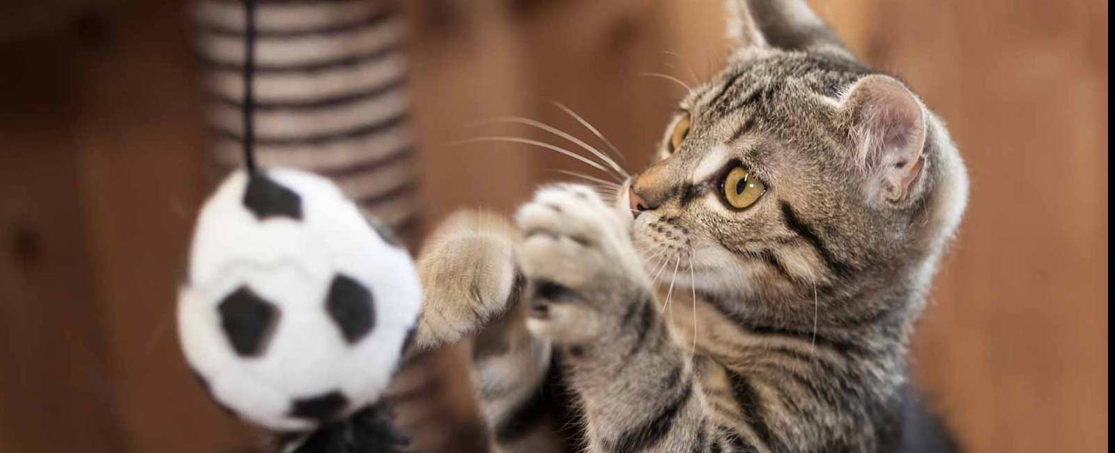 kitten playing with toy