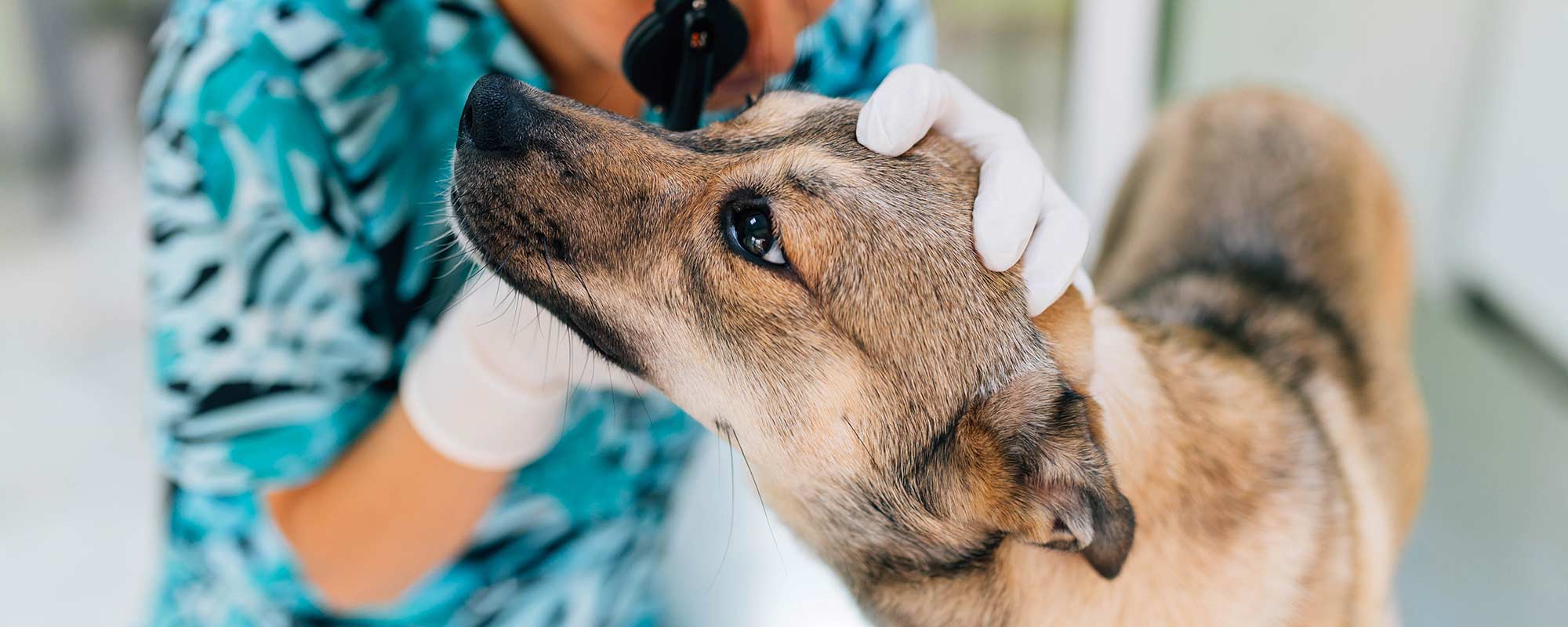 Pet Preventive Care in Corvallis OR | West Hills Animal Hospital