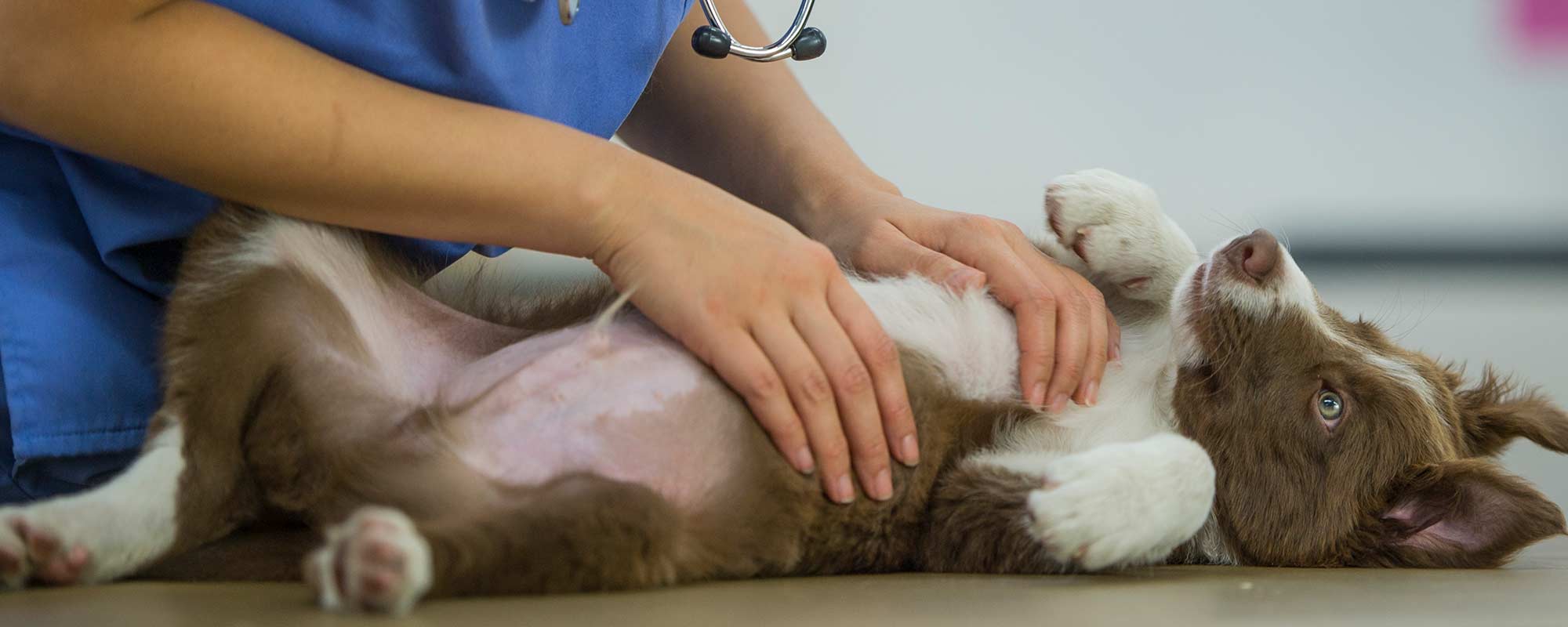 puppy being treated