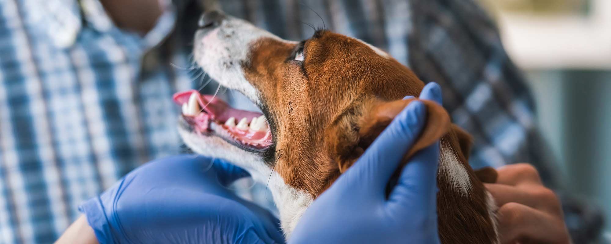 dog being examined by vet tech