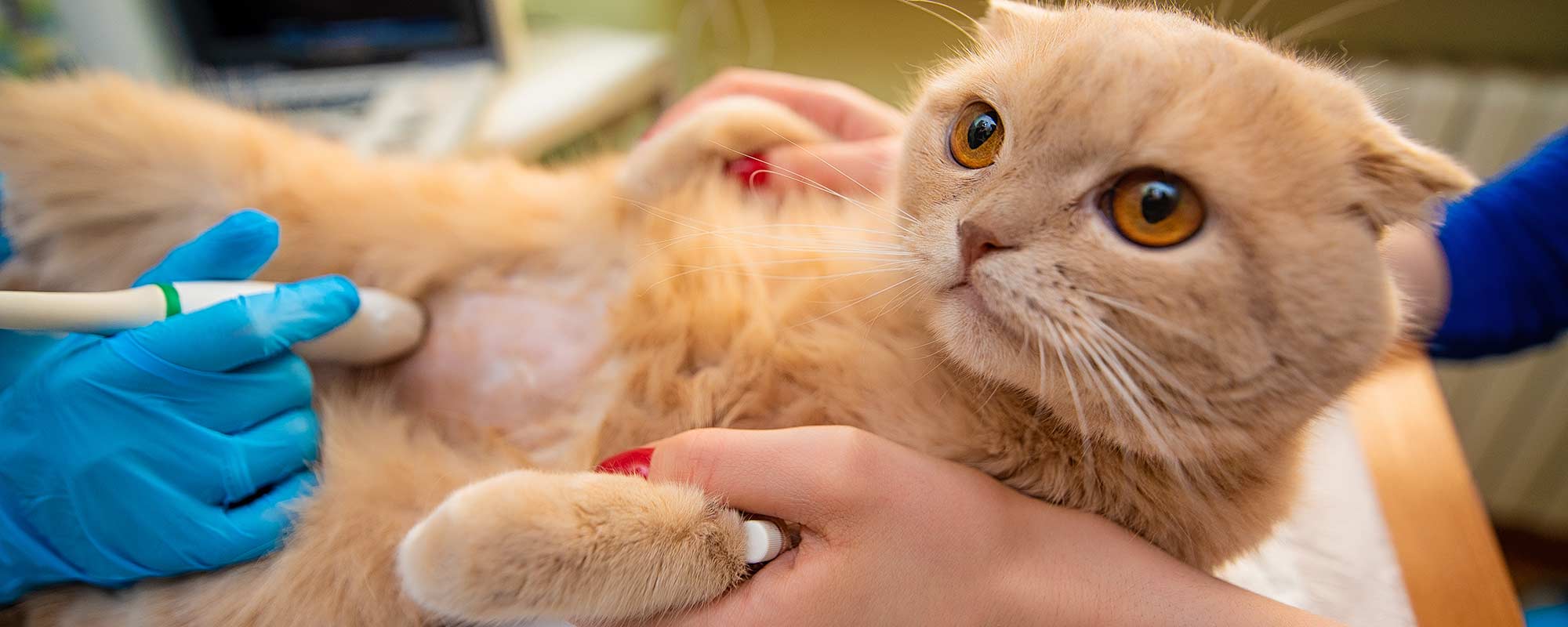 cat being prepped for surgery