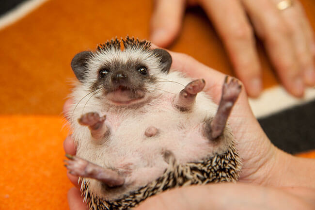hedgehog enjoying himself in vets hands