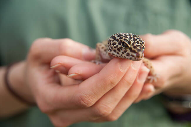 leopard gecko in hands smiling