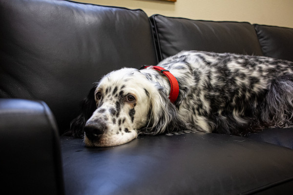 elderly dog