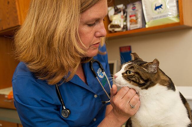 veterinarian petting cat