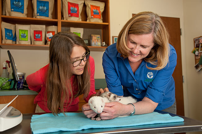 vet with ferrets and client