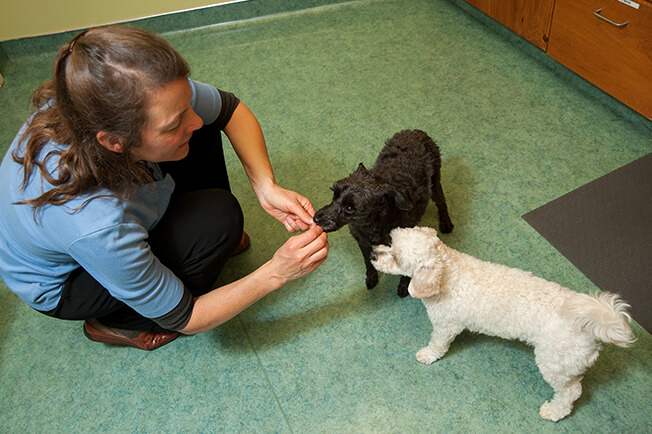 woman feeding elderly dogs