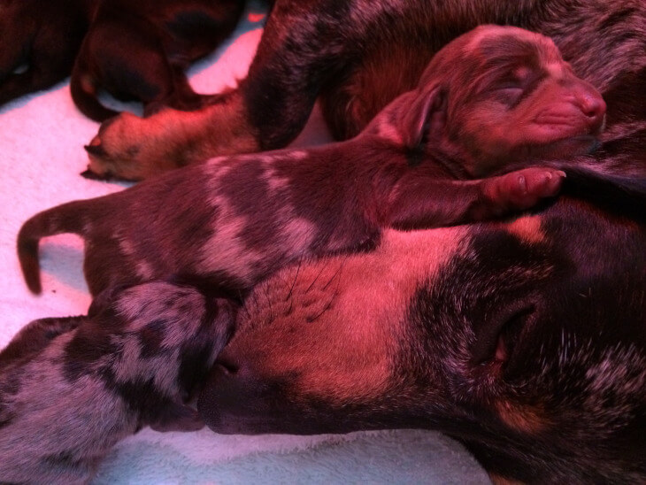 baby dachshund baby dachshund