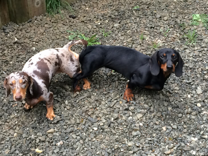 two dachsunds two dachsunds