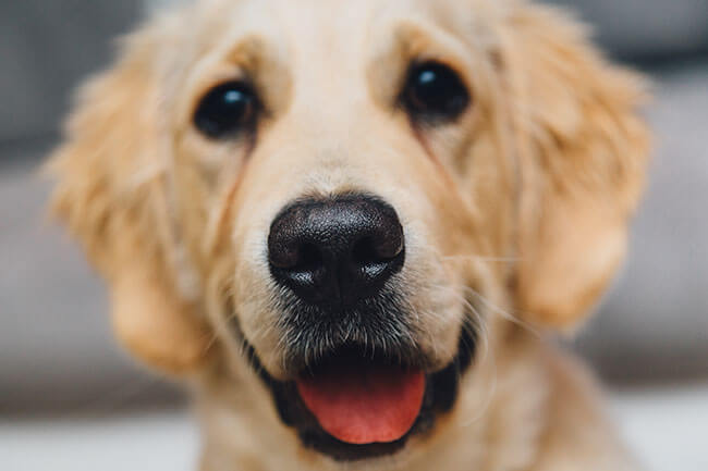 smiling dog