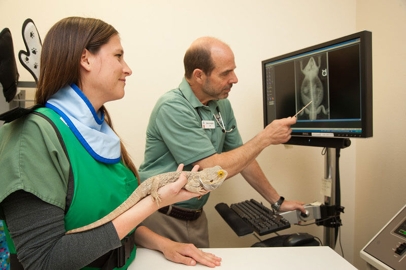 bearded dragonhaving x-ray exam