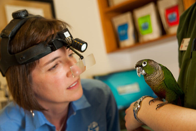bird beign examined by vetrinarian