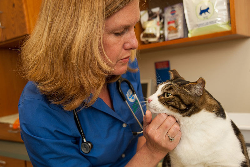 cat being rubbed by veterinarian