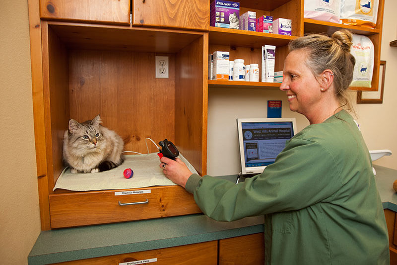 cat having temperature taken by veterinarian