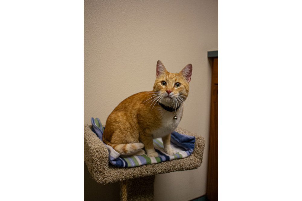 cat on post