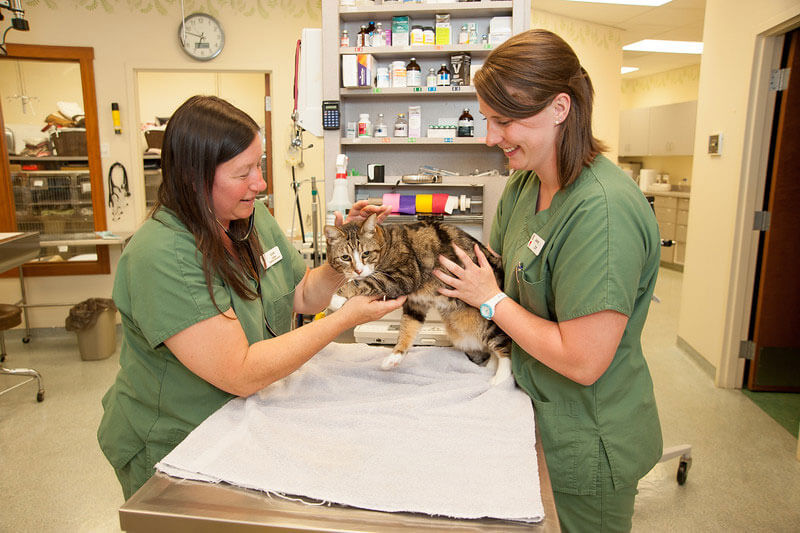 cat pre-surgery exam on table