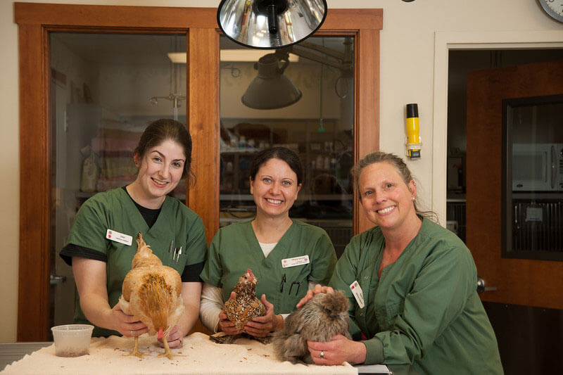 chickens eating on exam table