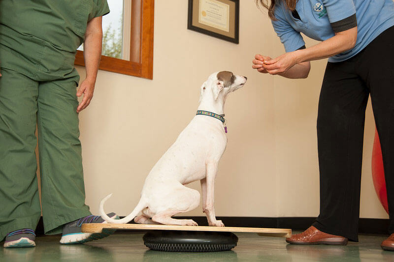 dog balancing on fitness board