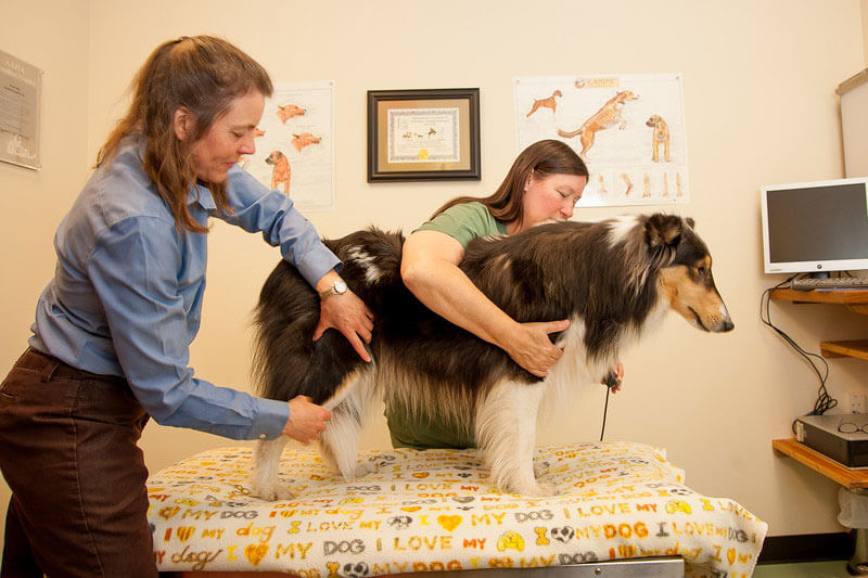 dog being checked for pain