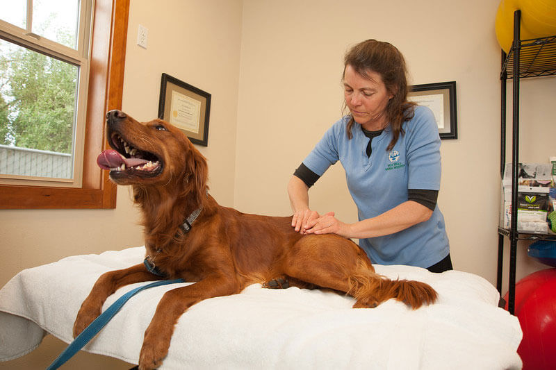 dog being massaged
