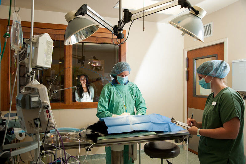 dog being operated on by surgeons with lasers