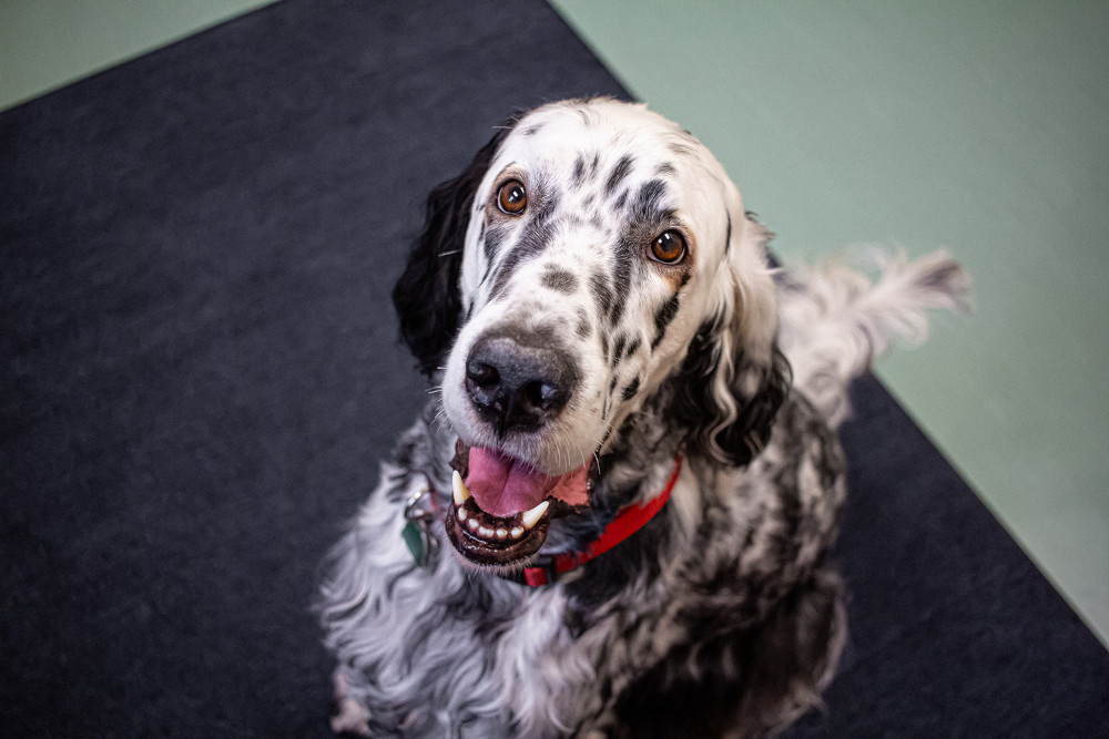 happy dog