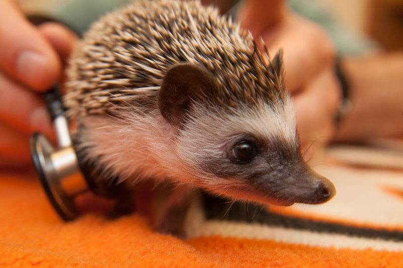 hedgehog having heart listened to