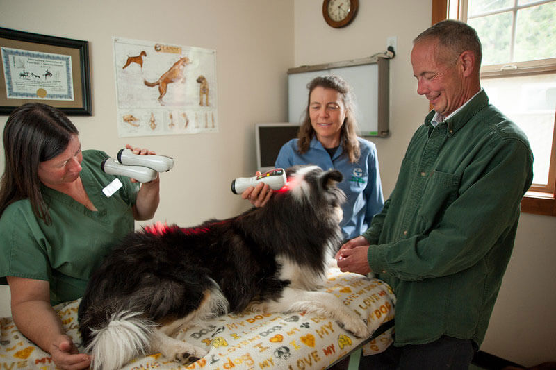 senior dog exam