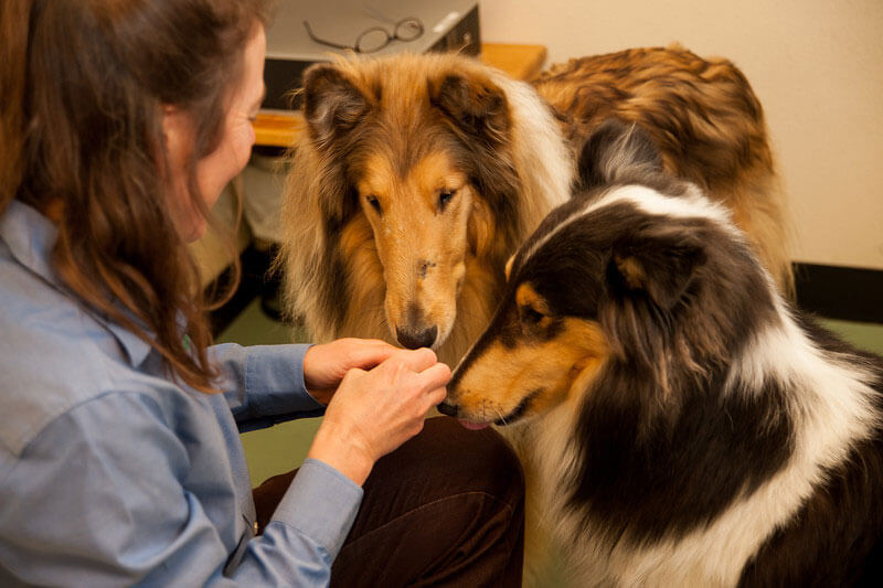 two collies eating treats