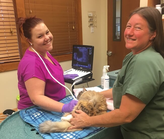 cat ultrasound